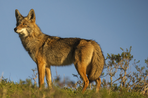 A coyote stands on a ridge in Point Reyes National Seashore, California.