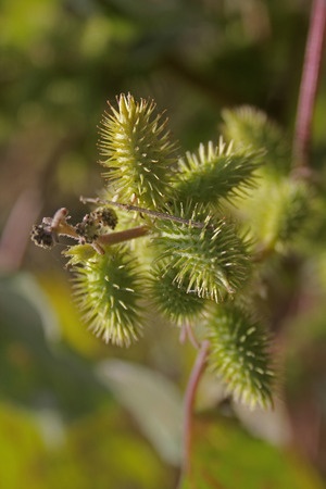 seed pods
