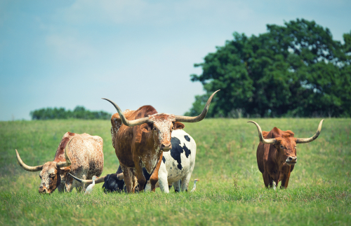 Image of Texas longhorn cattle grazing in a pasture.
