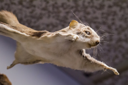 small flying squirrel