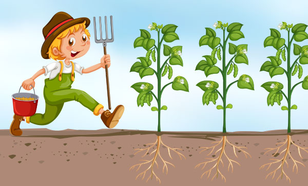 farmer planting yams