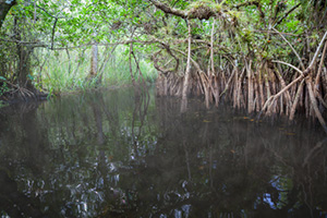 swamp