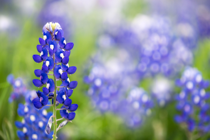 Texas Bluebonnet
