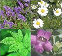 Herbs