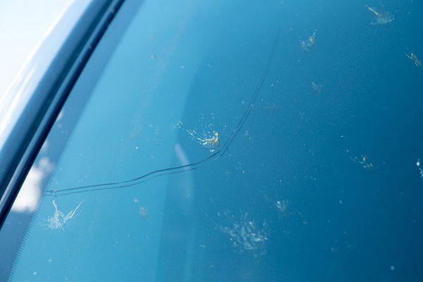 Flattened bugs on the glass surface