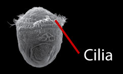 By Daniel J Jackson, Gert Wörheide and Bernard M Degnan [CC-BY-2.0 (http://creativecommons.org/licenses/by/2.0)], via Wikimedia Commons