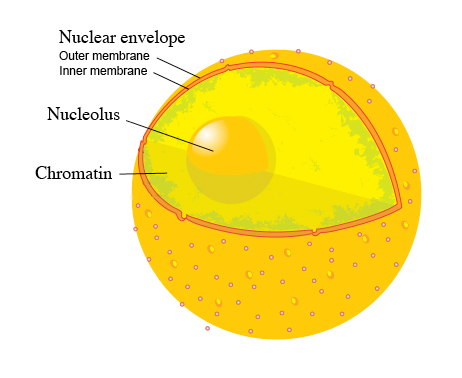 Diagram human cell nucleus