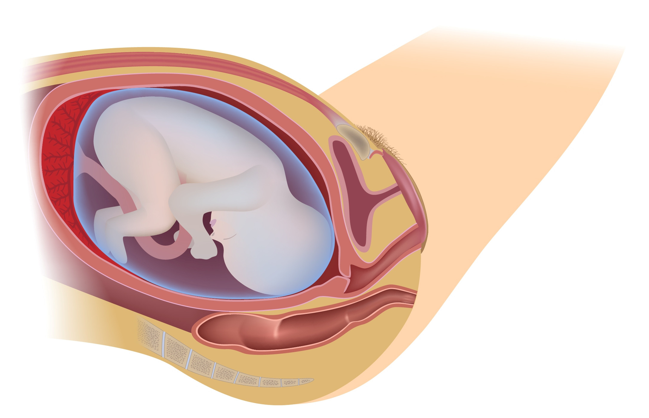 Stages of childbirth header image