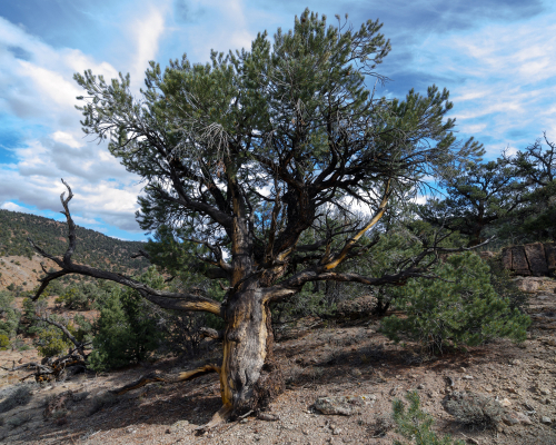Single Leaf Pinyon