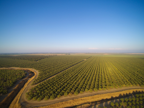 Image of an aerial view of an almond orchard in California.