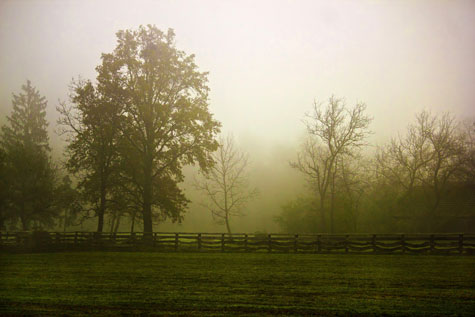 field with a fence and trees