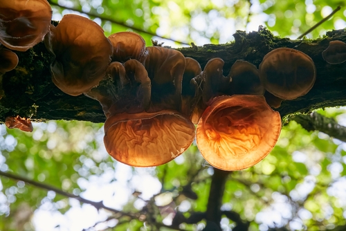Auricularia auricula-judae - edible mushroom.
