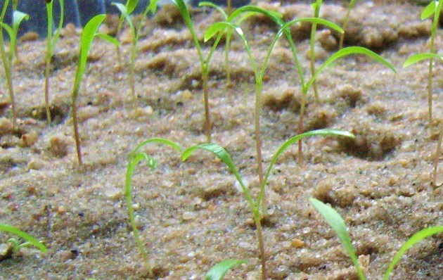 Theornamentalist, retouched from Mechanismo CC-BY-3.0 (http://creativecommons.org/licenses/by-sa/3.0/deed.en, via Wikimedia commons