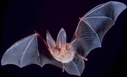 bat in flight