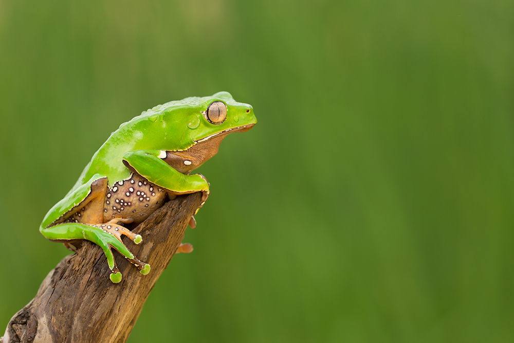 Giant leaf frog is a hylid frog