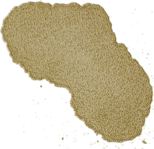 By Oliver Voigt (Oliver Voigt) [CC-BY-SA-2.0-de (http://creativecommons.org/licenses/by-sa/2.0/de/deed.en), GFDL (http://www.gnu.org/copyleft/fdl.html), CC-BY-SA-3.0 (http://creativecommons.org/licenses/by-sa/3.0/) or CC-BY-SA-2.5-2.0-1.0 (http://creativecommons.org/licenses/by-sa/2.5-2.0-1.0)], via Wikimedia Commons