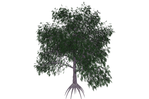 Pecan tree isolated in white background