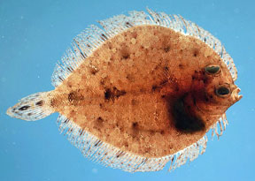 Twospot flounder