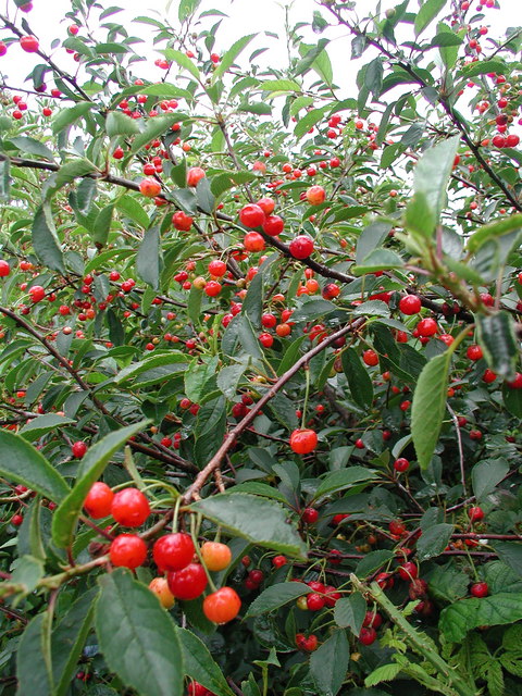 berries on a bush
