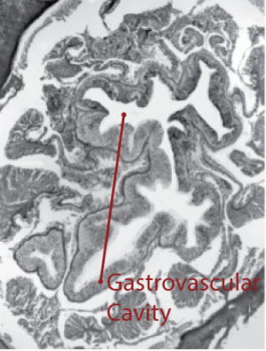  By Marymegan Daly, Frank Rack, Robert Zook [CC-BY-2.5 (http://creativecommons.org/licenses/by/2.5)], via Wikimedia Commons