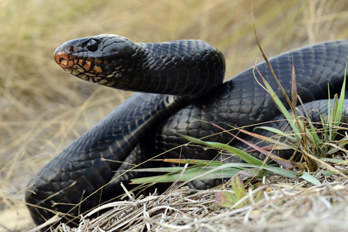 Eastern indigo snake