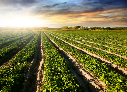 Cultivated land in a rural landscape at sunset