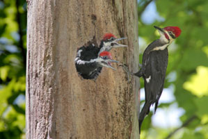 woodpeckers with babies