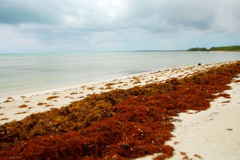 Beach covered in seaweed