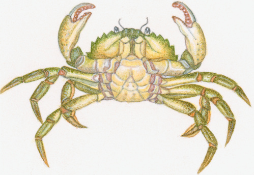 crab