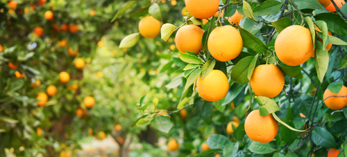 Image of a bunch of ripe oranges in a tree.