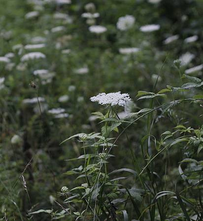 By Bohemian Baltimore (Own work) [CC BY-SA 4.0 (http://creativecommons.org/licenses/by-sa/4.0)], via Wikimedia Commons)