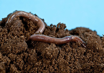 Earthworm
