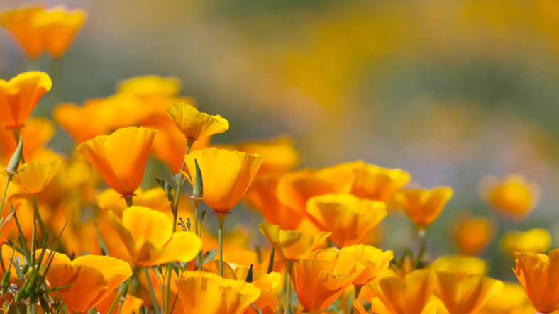 California Poppy