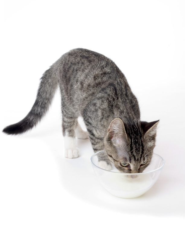 cat drinking milk