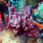 basic watercolor wash