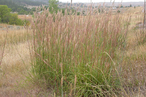 big bluestem
