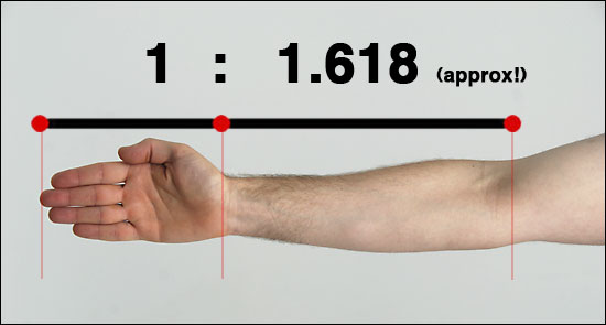 golden ratio arm proportions