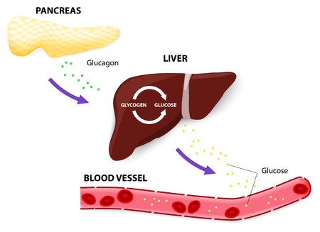Blood glucose levels are kept close to a set point using a negative feedback loop.