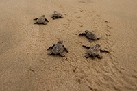 sea turtle emergence