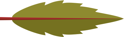 Dragonfly measuing 5.6 - 5.7 cm