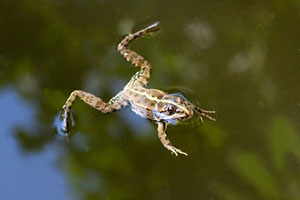 Jumping Frog
