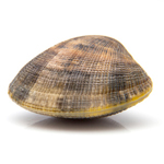 clam
