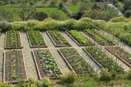 raised beds