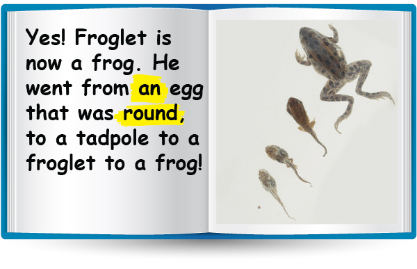 Yes! Froglet is now a frog. He went from an egg that was round, to a tadpole to a froglet to a frog!