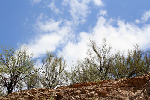 Little baby mesquite trees way high up on top of the Arizona mountains against a deep blue sky with white wispy clouds view from below.