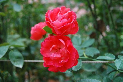 Oklahoma Rose