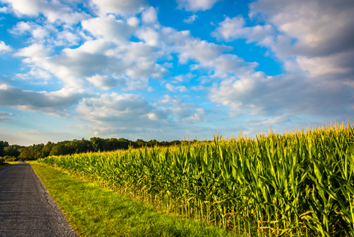 Corn field along a road in rural York County, Pennsylvania.