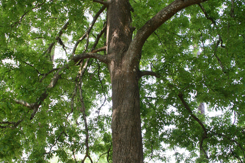 Tall Old Hickory Tree