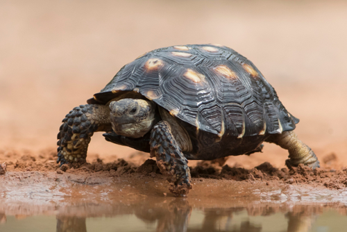 Texas tortoise near pond in Southern Texas.