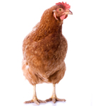 hen
